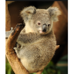 Koalas forever!