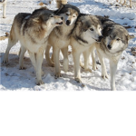 Wolf Loverz!