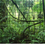 Jungle-Wings