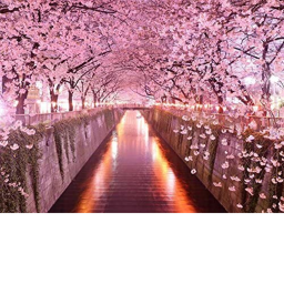 Lil' Cherry Blossoms