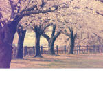 Fallinq Flowers
