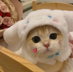 cat is great