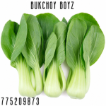 bukchoy boyz