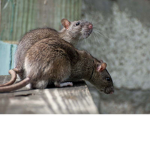The QT Rat Family