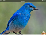 ~blue bird~