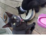 Adopt mee!!!