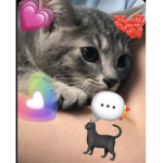 Cats:<