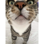 cutie_catz001