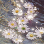 ! Daisy Designs !