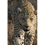 Leopards activity’s and stuff!