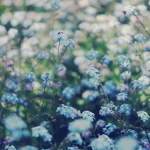 ||-petals-||