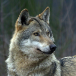 WOLFIE HERE wOlF