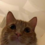 OffenderCat