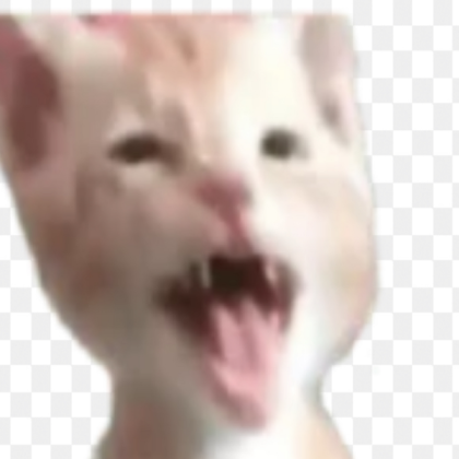 Screaming Funny Cat Meme Roblox decal