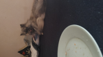 Die besten Katzen die es gibt