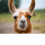 Llamas Drama Banana :D