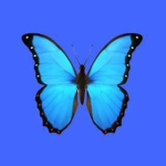 The Butterfly Girls