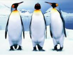 Penguin cave