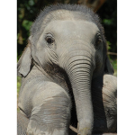 Elephants are my life