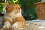 ねっこ大好き！
