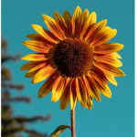 SunflowerShop