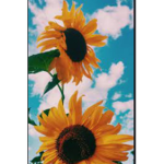 I lilte sunflower