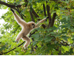 Monke OnTop