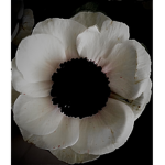 A lonely void