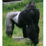 Ape's United