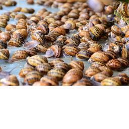 Snail City (Snail Apocolypse)