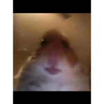 Hamster cult official hamster