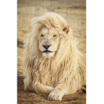 Lion's Cafe! :D