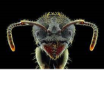 HouseFly Games