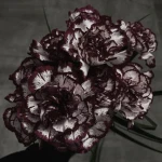 My Dahlia’s Group Thumbnail