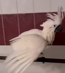 Cockatoo Kingdom