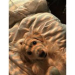 glowinqxpuppys<3