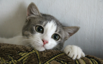 ¥ Kitty cats ¥
