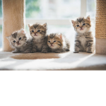 The KittyForce