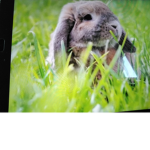 I love bunny 2023