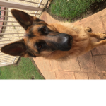 Roblox dogies