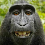 Monke’s kingdom!