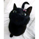 kittēns