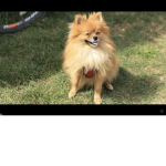 Hey puppy group