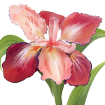 Order of the Red Iris