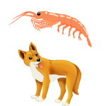 Dingo N Krill