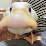 Familia Quacks