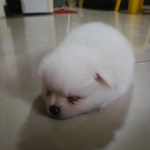 incy pogi group