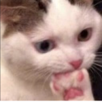 Best cat gang in roblox