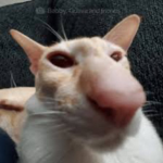 GooseDev