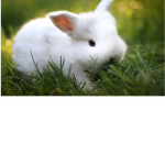 The Bunny’s